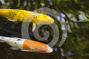 A lineup of three beautiful koi fish of three different colors, swimming in unison in a Thai koi pond.