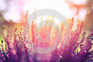 Ling or Calluna vulgaris as a floral background photo