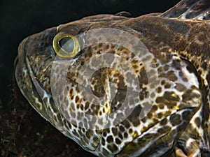 Ling Cod Head Ophiodon elongatus