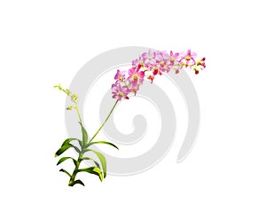 Ling pink orchids dendrobium fresh flowers branch isolated on white background , clipping path