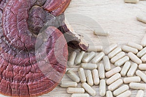 Ling zhi mushroom or Ganoderma lucidum capsule