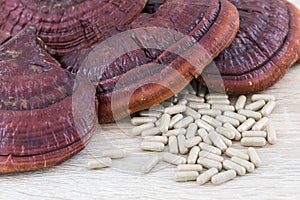 Ling zhi mushroom or Ganoderma lucidum capsule photo