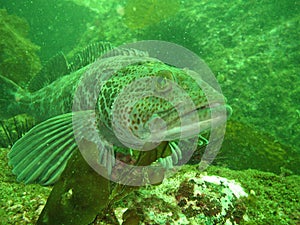 Lingcod (Ophiodon elongatus)