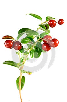 Lingonberries