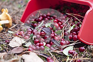 Lingonberries