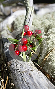 Lingonberries / cowberries