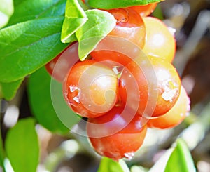 Lingonberries are gaining color soon to collect