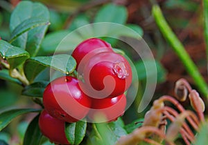 Lingonberries are ripe filled with juice you can collect