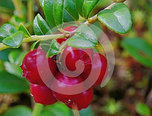 Lingonberries are ripe filled with juice you can collect