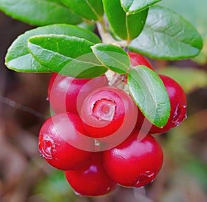 Lingonberries are ripe filled with juice you can collect