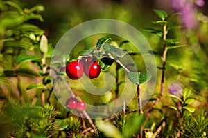 Lingonberries Vaccinium vitis-idaea