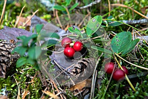 Lingonberries in the woods in a clearing in the forest