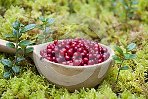 Lingonberry