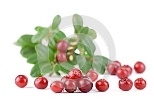 Lingonberry photo