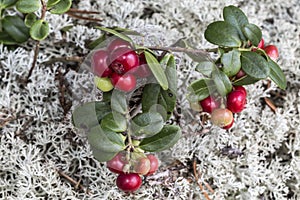 Lingonberry berries on a background of lichen