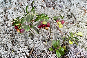 Lingonberry berries on a background of lichen in the forest