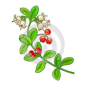 Lingonberry Branch Colored Detailed llustration photo