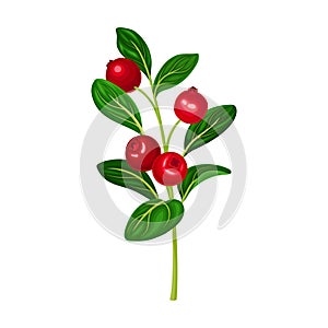 Lingonberry Branch with Oval Leaves Bearing Edible Red Fruit Vector Illustration