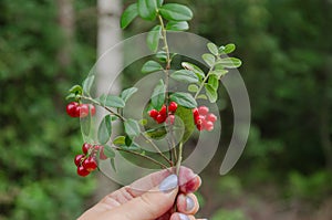 Lingonberry branch with red berries in hand