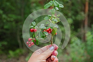 Lingonberry branch with red berries in hand