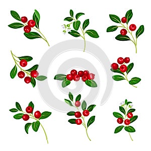 Lingonberry Branches with Oval Leaves Bearing Edible Red Fruit Vector Set