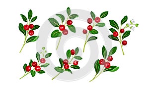 Lingonberry Branches with Oval Leaves Bearing Edible Red Fruit Vector Set