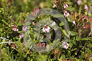 Lingonberry bush with flowers