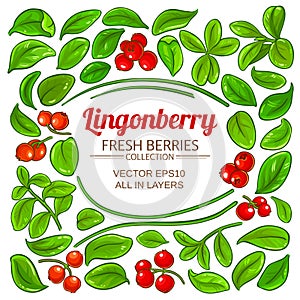 Lingonberry plant vector