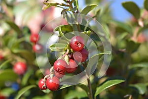 Lingonberry Fireballs