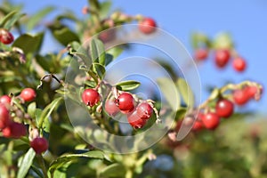 Lingonberry Fireballs