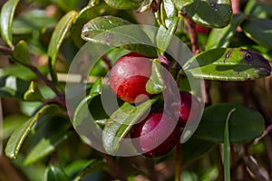 Lingonberry Fireballs - Latin name - Vaccinium vitis-idaea Fireballs