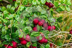 Lingonberry Fireballs - Latin name - Vaccinium vitis-idaea Fireballs