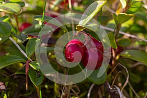 Lingonberry Fireballs - Latin name - Vaccinium vitis-idaea Fireballs