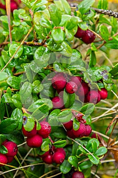 Lingonberry Fireballs - Latin name - Vaccinium vitis-idaea Fireballs