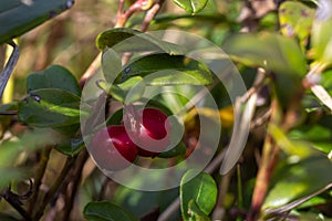 Lingonberry Fireballs - Latin name - Vaccinium vitis-idaea Fireballs