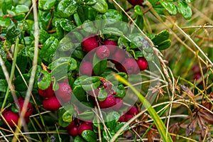 Lingonberry Fireballs - Latin name - Vaccinium vitis-idaea Fireballs