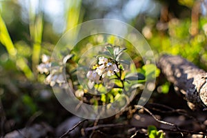 Lingonberry flowers