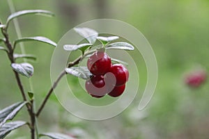 Lingonberry in the forest