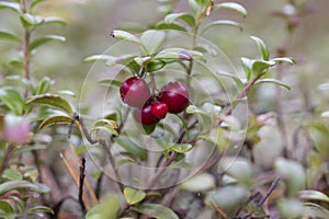 Lingonberry in the forest during autumn