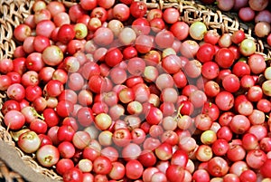 Lingonberry fruits photo