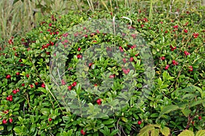 Lingonberry with green leaves.