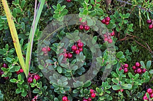 Lingonberry with green leaves.