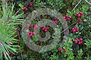 Lingonberry with green leaves.