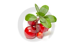 Lingonberry isolated on white background