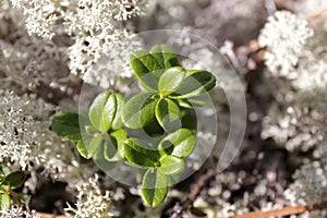 Lingonberry plant
