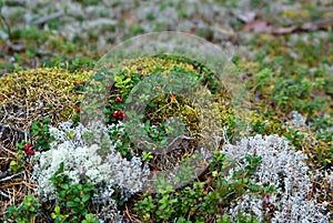 Lingonberry plants