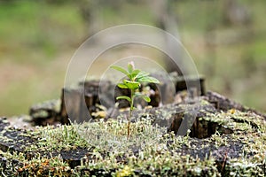 Lingonberry sapling, moss and lichen on a stump