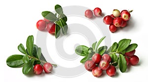 Lingonberry (Vaccinium vitis-idaea ) photo