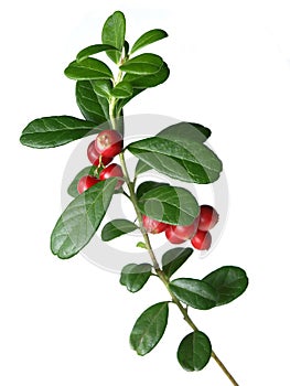 Lingonberry (Vaccinium vitis-idaea ) photo