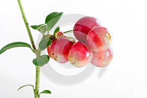 Lingonberry photo